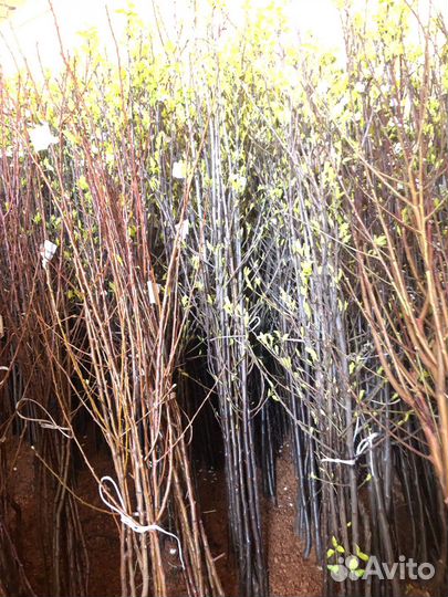 Саженцы плодовых деревьев