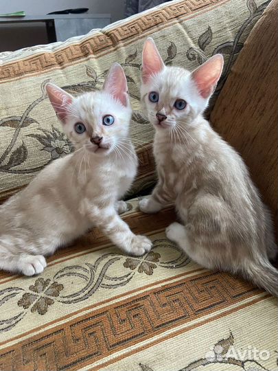 Котятата Бенгалы