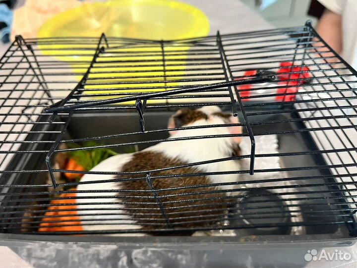 Морские свинки