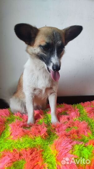 Малышка Трикси