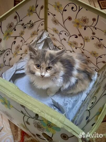 Счастье хочет домой