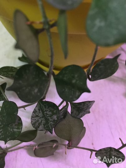 Хойя куртиси взрослое растение