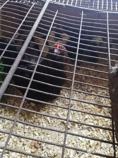 Курица с цеплятами