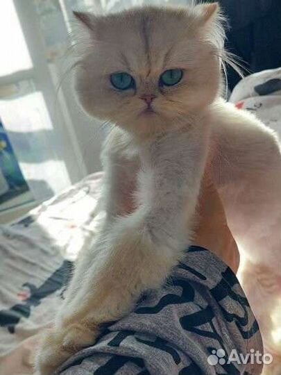 Британская шиншилла