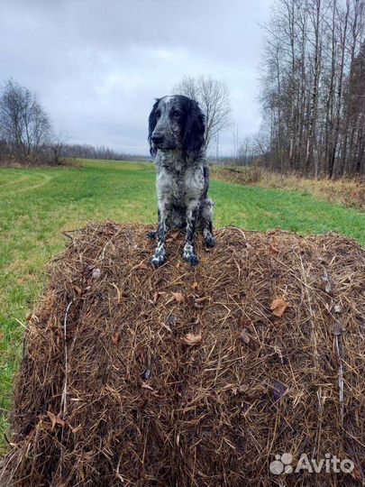 Вязка спаниель