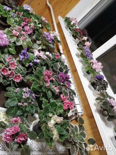 Фиалки сортовые