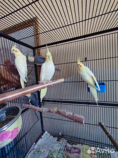 Попугай корелла