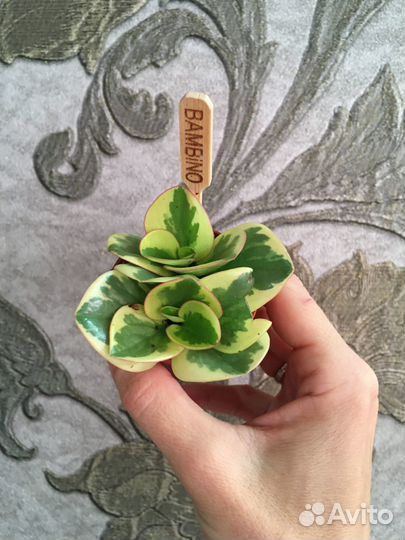 Пеперомии, аспарагусы, филодендроны, суккуленты