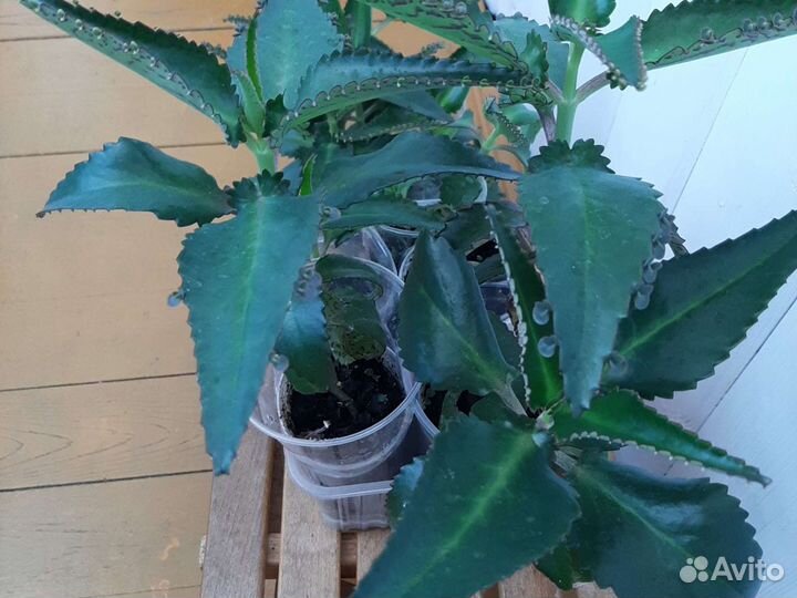 Каланхоэ - Чихунчик