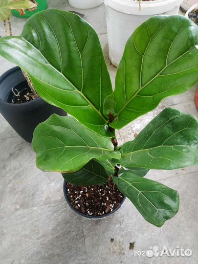 Фикус лировидный (лирата)