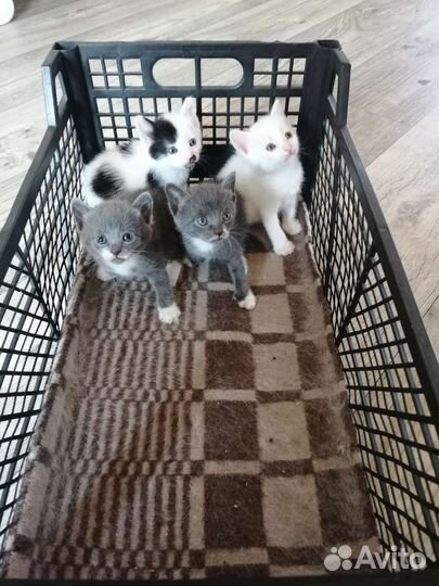 Домашние животные кошки