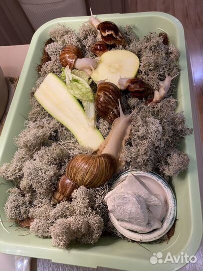 Улитки ахатины ретикулята