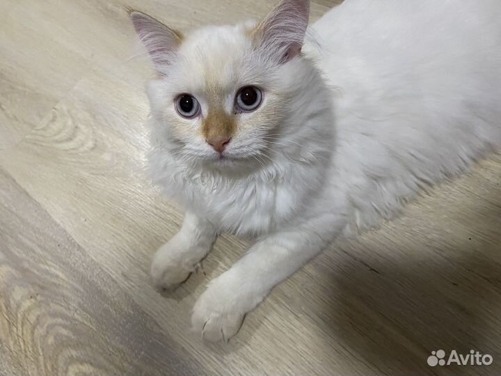 Кошка бесплатно