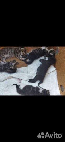 Котики обормотики