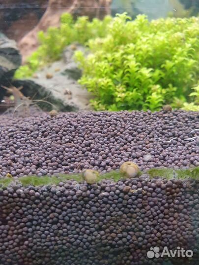 Теодоксус улитка