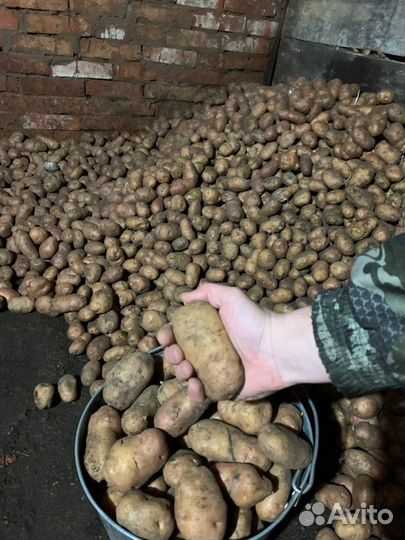 Картофель деревенский