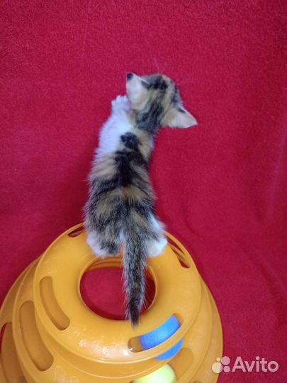 Трехцветный котенок девочка