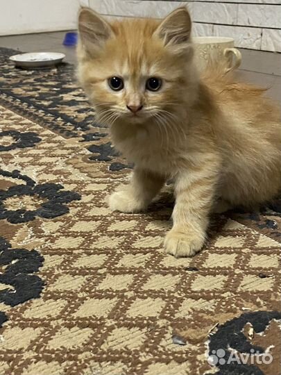 Кошки бесплатно