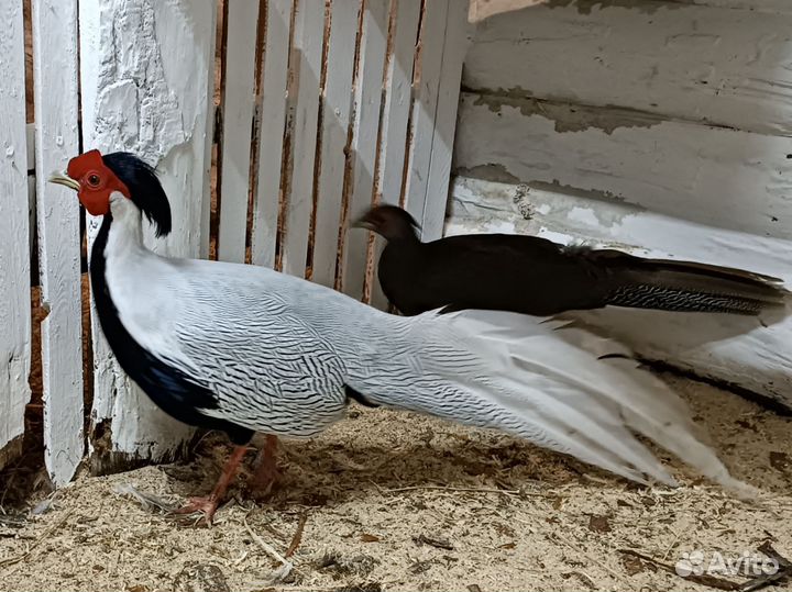 Фазаны серебристые, охотничьи