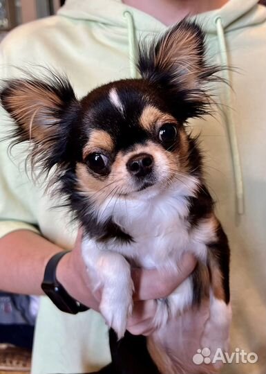 Щенок Чихуахуа мини девочка
