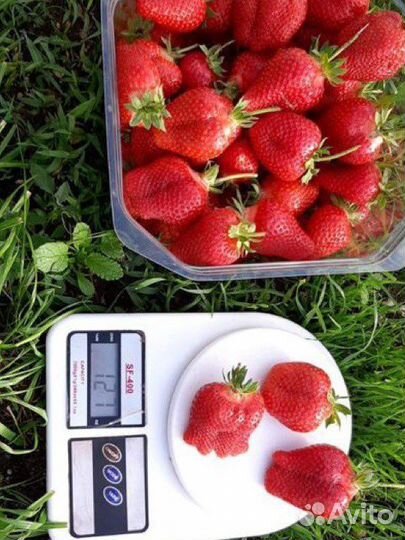 Клубника ремонтантная урожайная