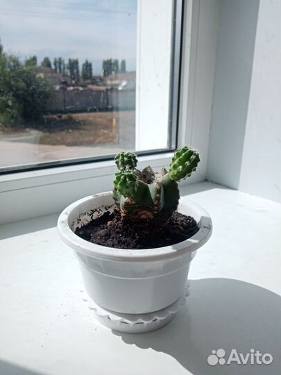 Кактусы разные