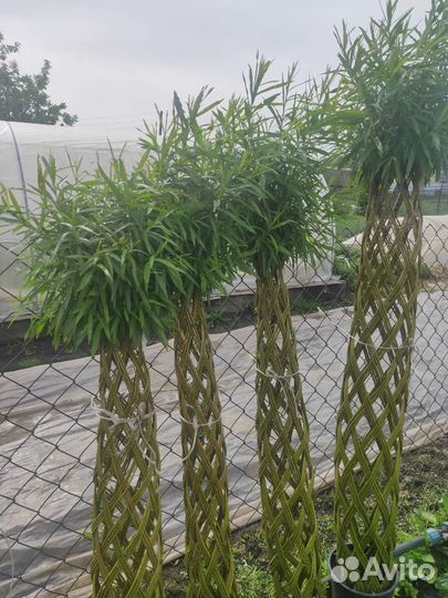 Ива плетеная