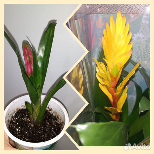 Бромелия жёлтая