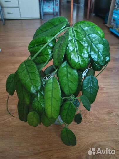 Хойя Villosa Cao Dang Vietnam