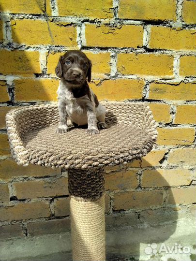 Русский спаниель