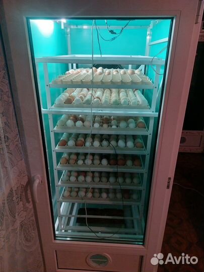Цыплята, утята индюшата