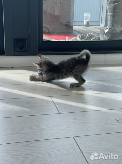 Котята в добрые руки бесплатно