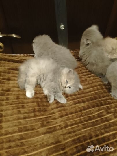 Британские котята