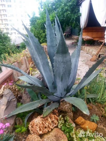 Агава голубая