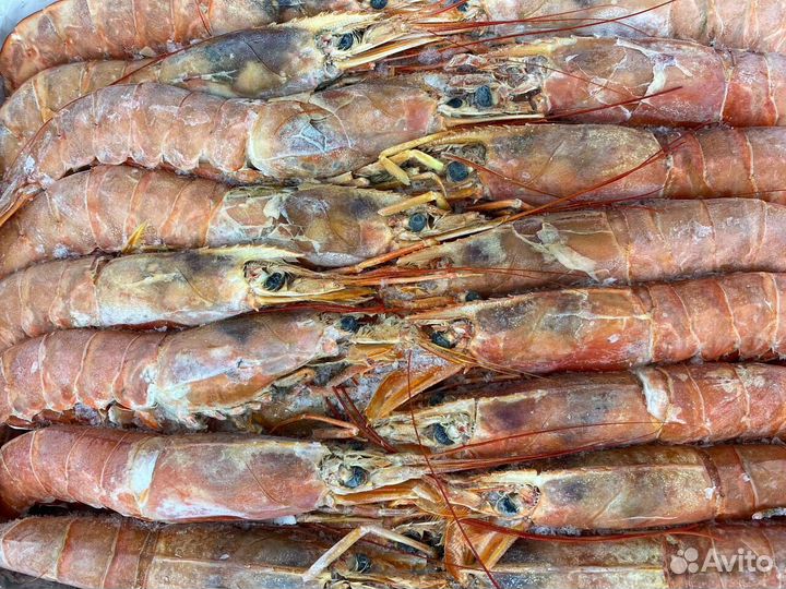 Лангустины L1 крупный. Без посредников