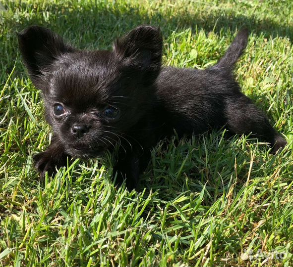 Маленькая собака чихуахуа