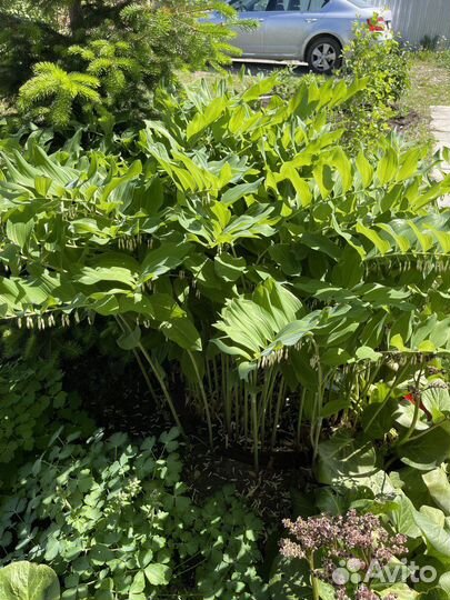 Королевская купена