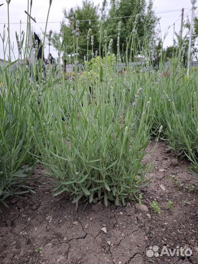 Лаванда усколистная