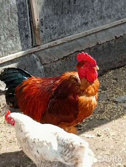 Петухи
