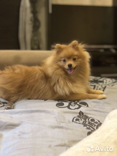 Малый немецкий шпиц, вязка