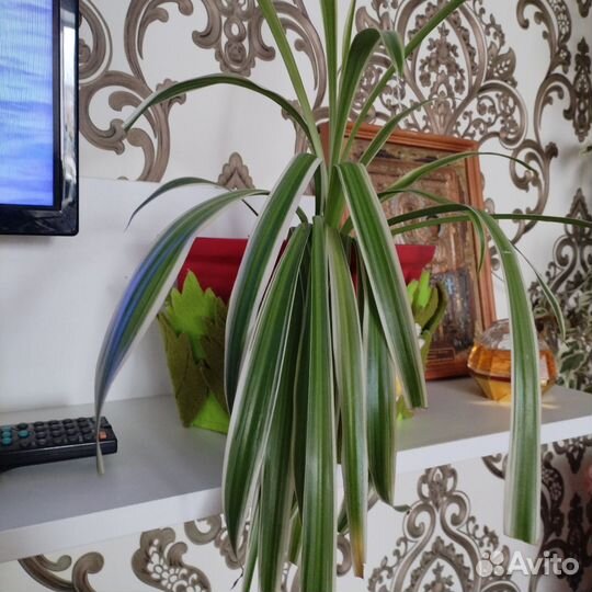 Хлорофитум