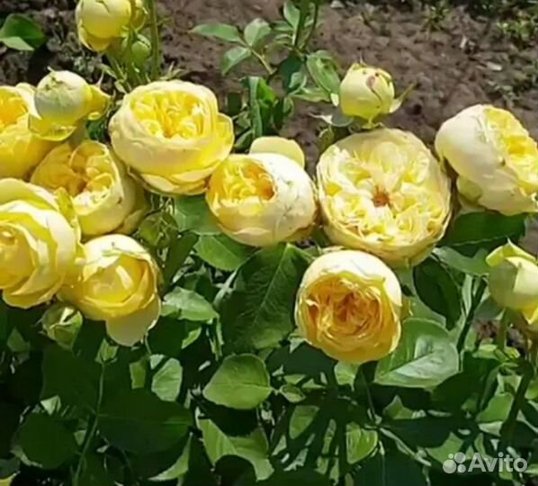 Саженцы Спрей Розы Каталина