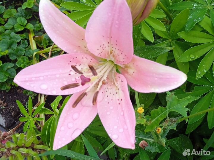 Слонёнок Виктория Купчиха пионы саженцы