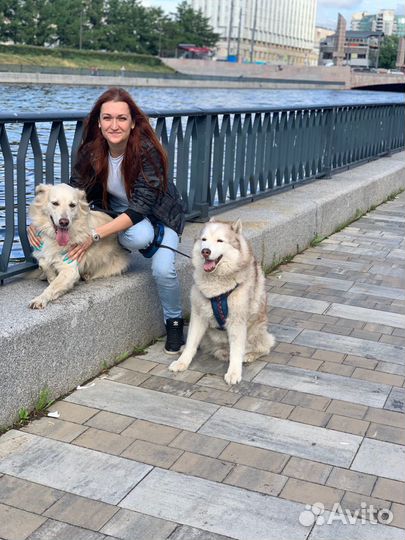 Передержка собак, зоотакси