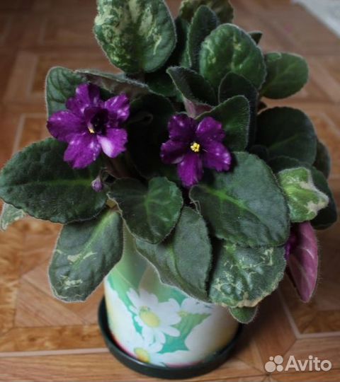 Фиалка, сенполия