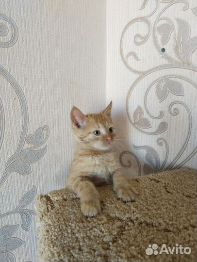 Кошки в добрые руки