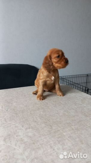 Английский кокер спаниель