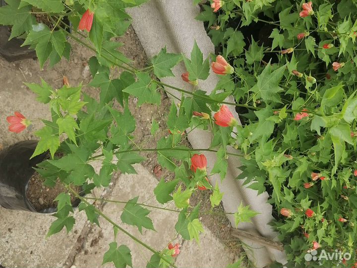 Клён абутилон