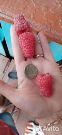 Малиновое дерево