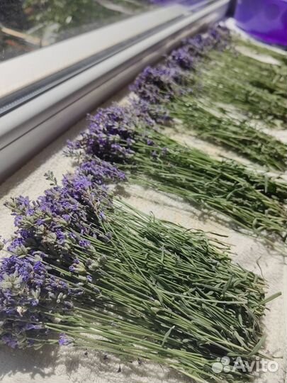 Лаванда сухоцвет